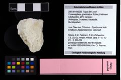NHMW-GEO-2007z0149-0355_Ol_02.tifCracensigillatus gracilirostrus (Robins, Feldmann & Schweitzer, 2013)  (NHMW-GEO-2007z0149-0355)